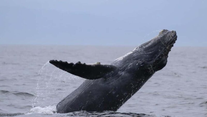 Puerto Vallarta: Whale Watching Encounter - Key Points