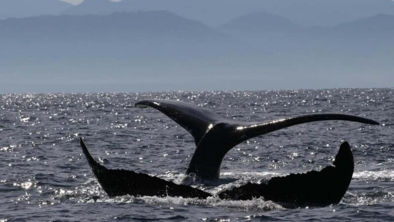 Puerto Vallarta: Whale Watching Encounter - A Closer Look at the Whale Watching Encounter