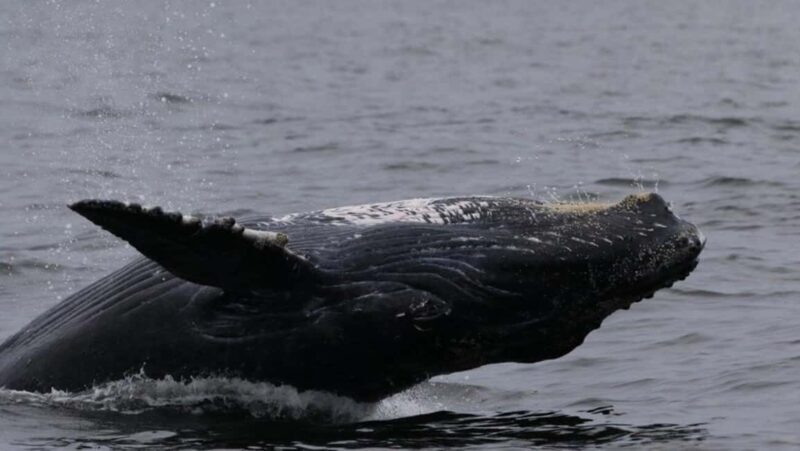 Puerto Vallarta: Whale Watching Encounter - Who will love this experience?