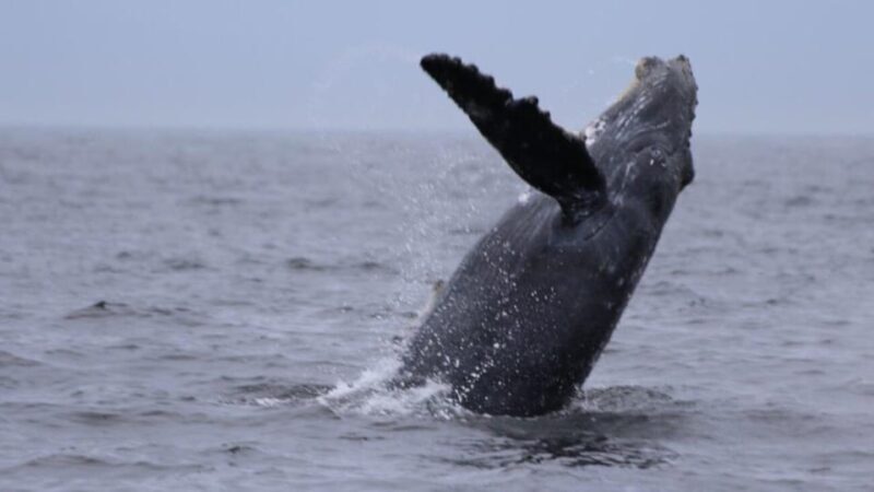 Puerto Vallarta: Whale Watching Encounter - FAQs