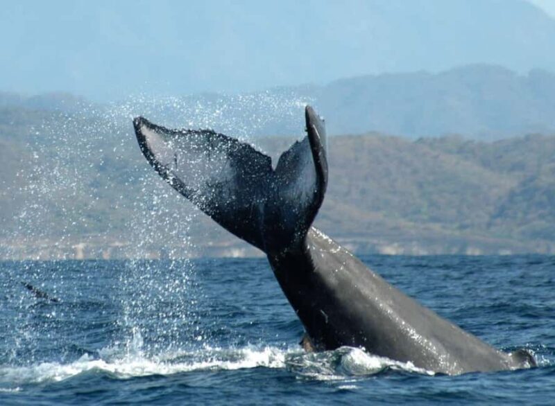 Puerto Vallarta: Whale Watching on Catamaran - Setting Sail for a Marine Encounter