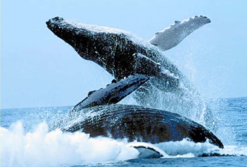 Puerto Vallarta: Whale Watching on Catamaran - The Practical Details