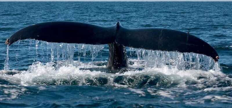 Puerto Vallarta: Whale Watching on Catamaran - What to Expect and What Not