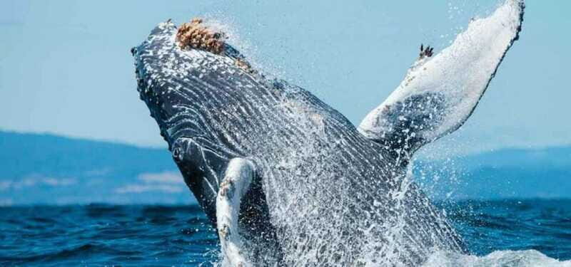 Puerto Vallarta: Whale Watching on Catamaran - Final Thoughts