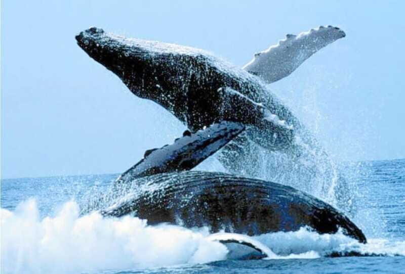 Puerto Vallarta: Whale Watching on Catamaran - FAQ