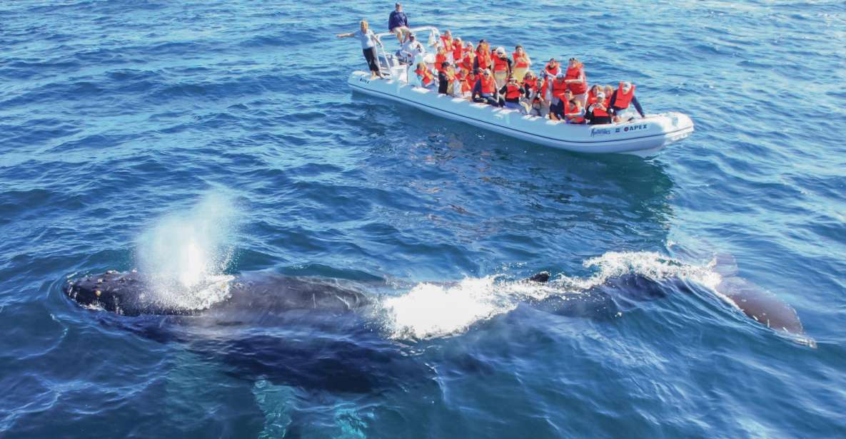 Puerto Vallarta: Whale Watching Photo Safari - Key Points