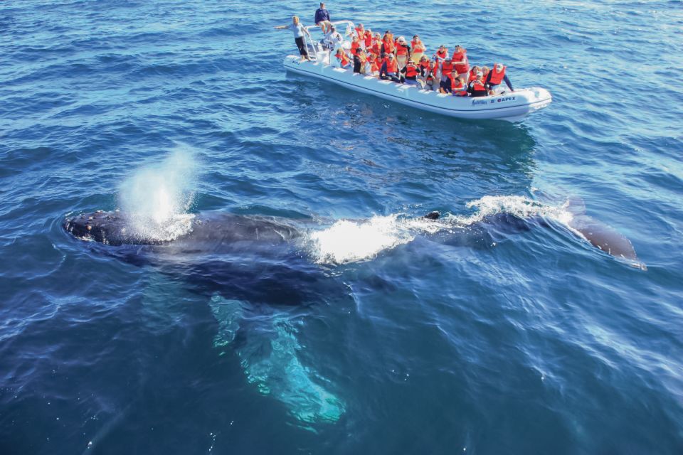 Puerto Vallarta: Whale Watching Photo Safari - Pickup and Pricing Details
