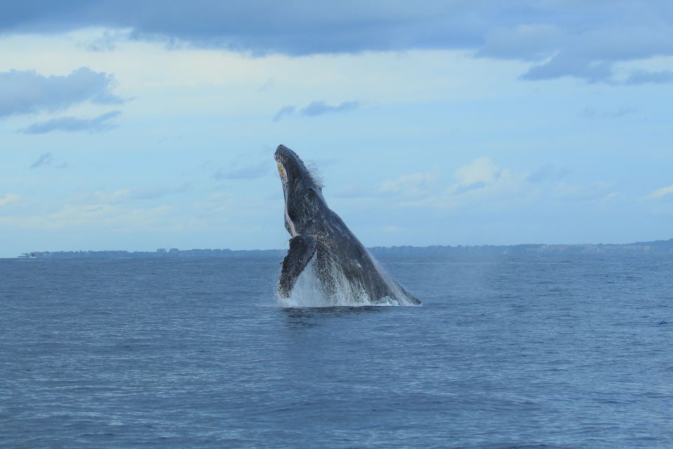 Puerto Vallarta: Whale Watching Photo Safari - Booking and Payment Options