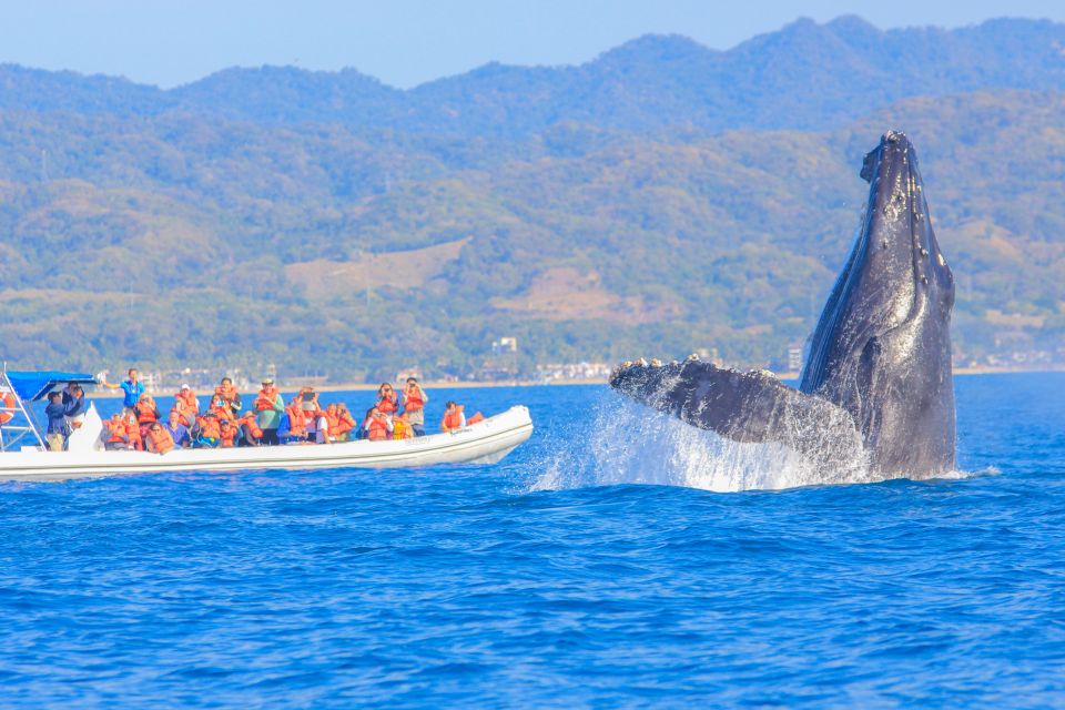 Puerto Vallarta: Whale Watching Photo Safari - Whale Behaviors and Habitat