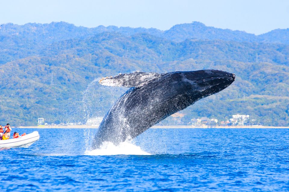 Puerto Vallarta: Whale Watching Photo Safari - Knowledgeable Tour Guides