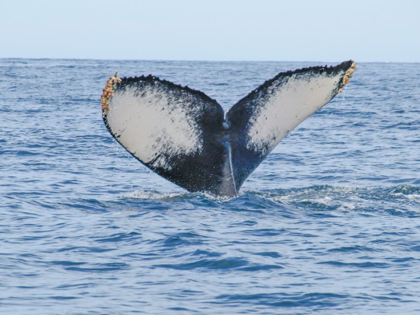 Puerto Vallarta: Whale Watching Photo Safari - Frequently Asked Questions