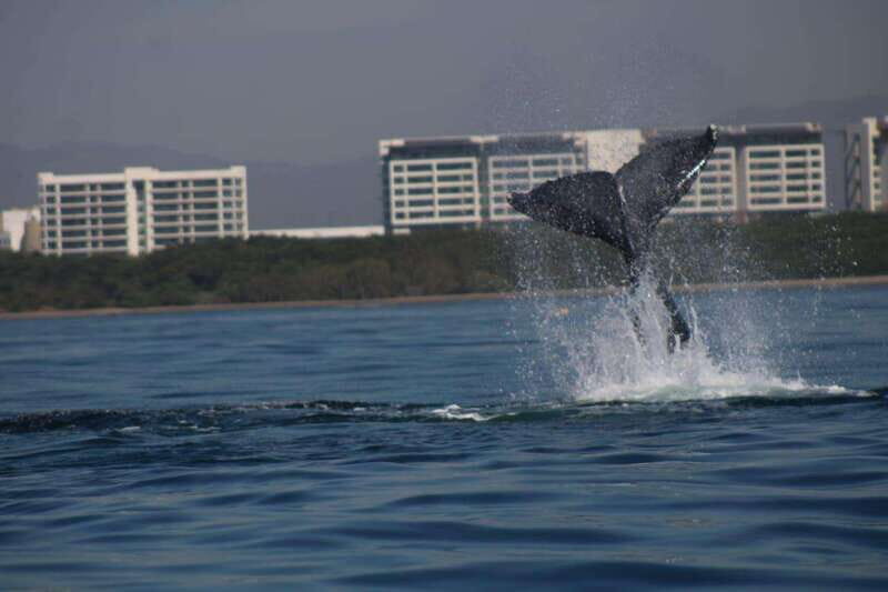 Puerto Vallarta: Whale watching - Key Points