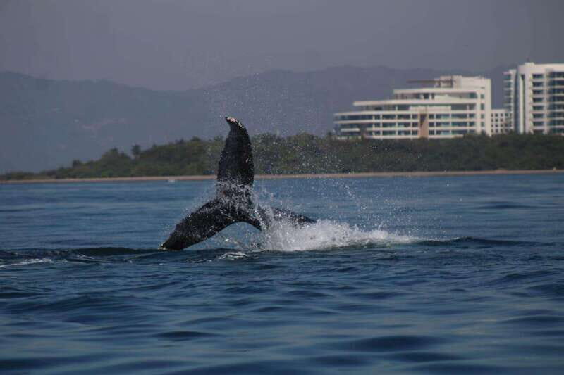 Puerto Vallarta: Whale watching - A Detailed Look at the Puerto Vallarta Whale Watching Tour