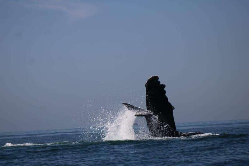 Puerto Vallarta: Whale watching - FAQ: Your Practical Questions Answered