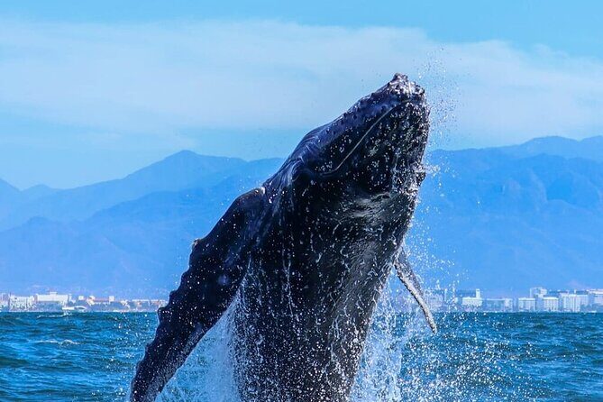 Puerto Vallarta Whale Watching Tour - Who Should Consider This Tour?