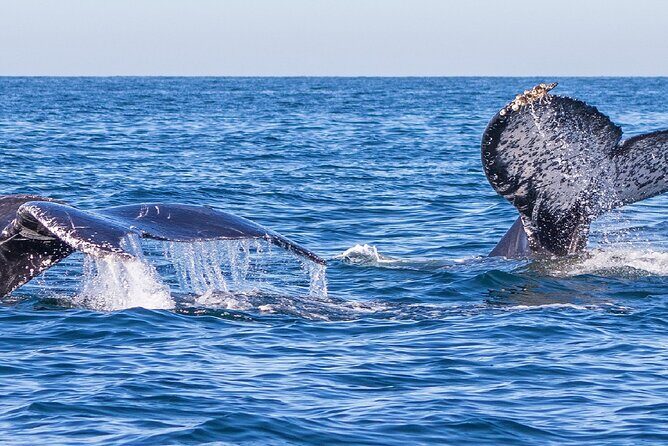 Puerto Vallarta Whale Watching Tour - FAQ