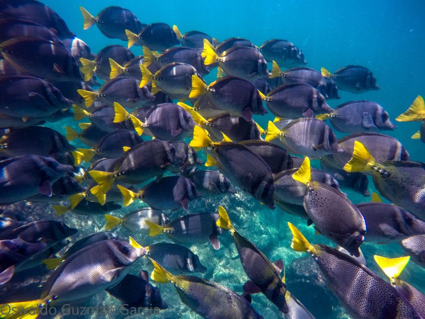Puerto Vallarta: Yelapa Falls Yacht Cruise All-Inclusive - Duration and Meeting Point Information