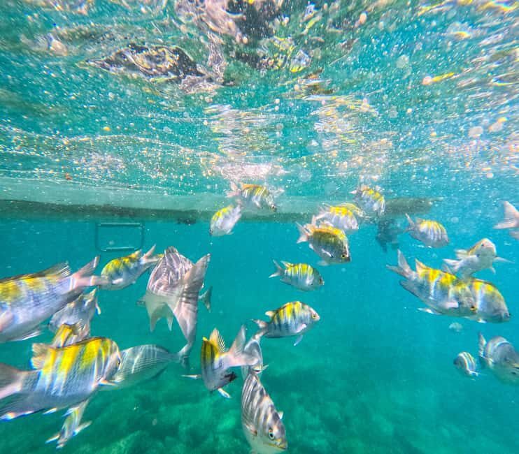 Puerto Vallarta: Zipline Tour, Snorkel & Secret Beach Escape - Key Points