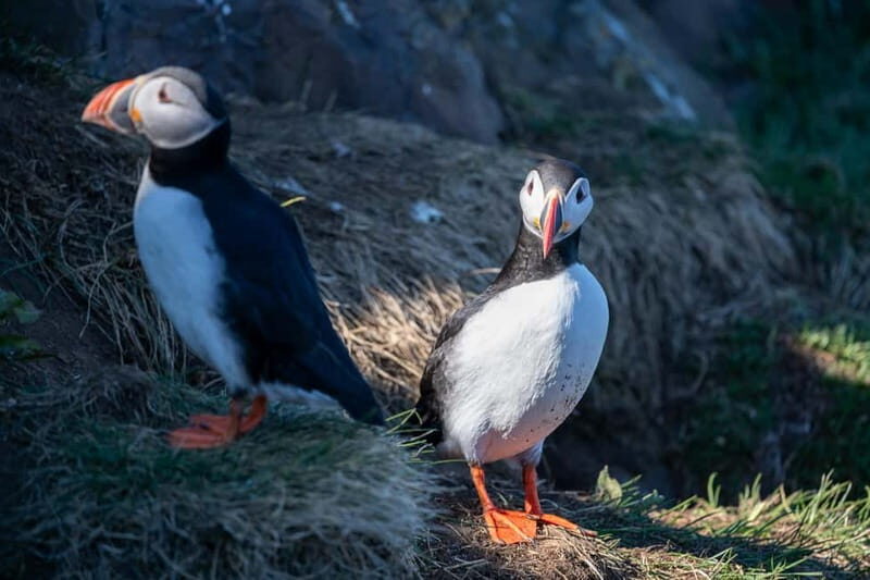 Puffin & Gufufoss Waterfall Tour from Seydisfjordur Port - The Sum Up