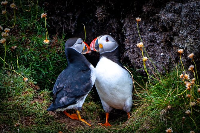 Puffin Tour - Good To Know