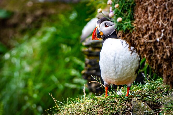 Puffin Tour - Meeting and End Points