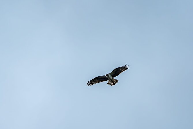 Puffin Tour - Customer Feedback