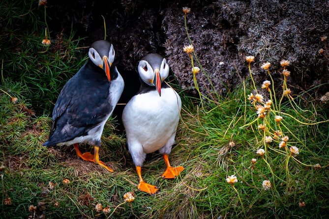Puffin Tour - Booking and Pricing