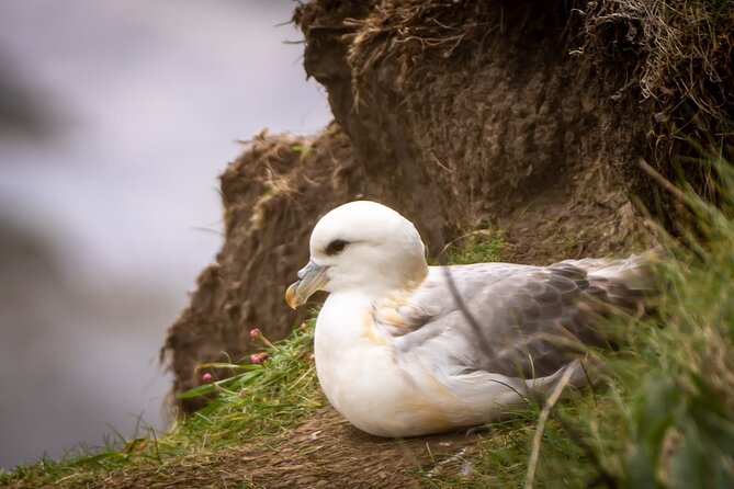 Puffin Tour - Getting There