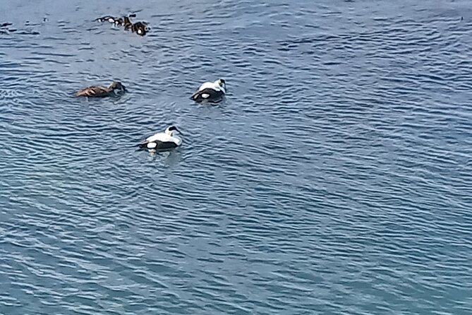 Puffin Tour - What to Expect
