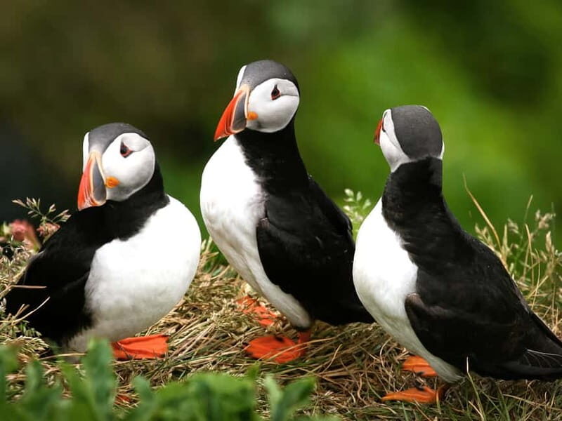 Puffin Watching Yacht Cruise from Downtown Reykjavík - An Authentic Wildlife Experience in Reykjavík