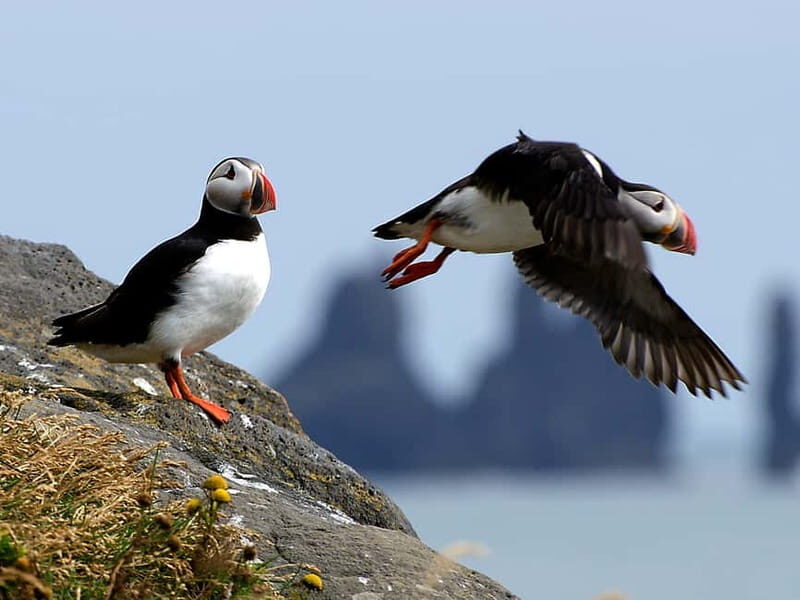 Puffin Watching Yacht Cruise from Downtown Reykjavík - Wildlife and Birdwatching Highlights