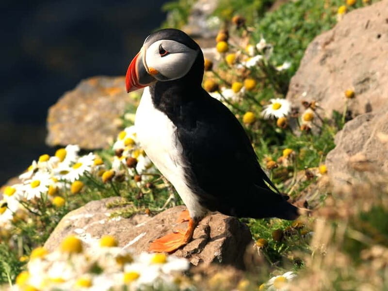 Puffin Watching Yacht Cruise from Downtown Reykjavík - Weather and Seasonality