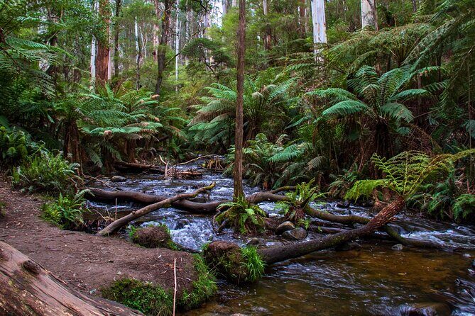 Puffing Billy, Forest Trails and Yarra Valley Discovery Tour - FAQ