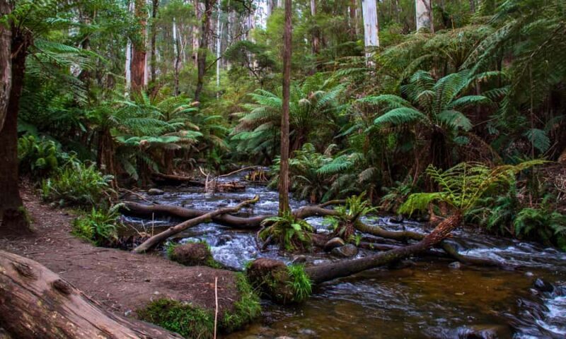Puffing Billy, Forest Trails & Yarra Valley Discovery Tour - Final Thoughts