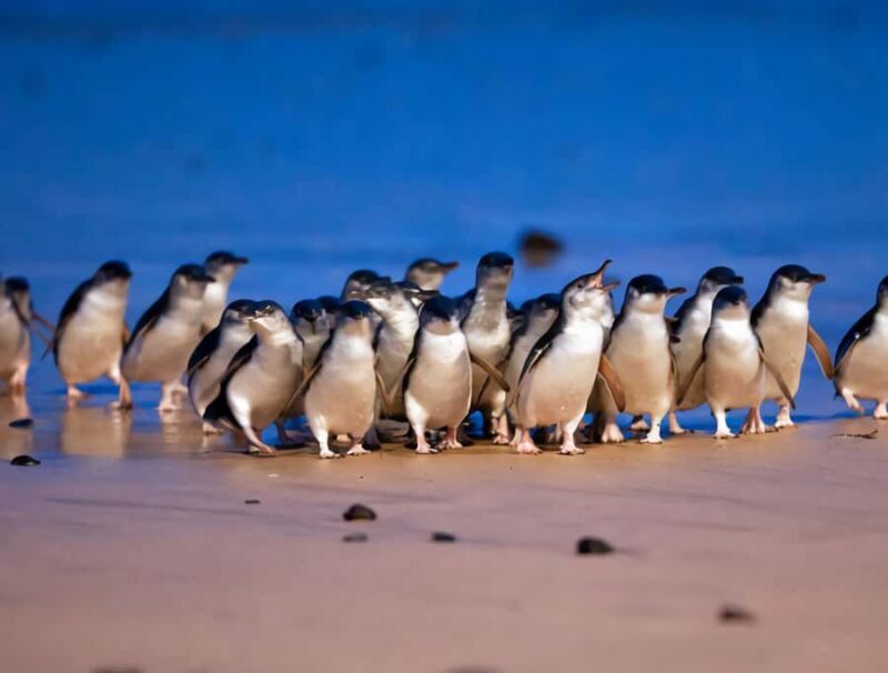 Puffing Billy Penguin Parade Mercedes Minibus Hotel Pickup - Scenic Start at Yarra Valley’s Chocolaterie & Ice Creamery