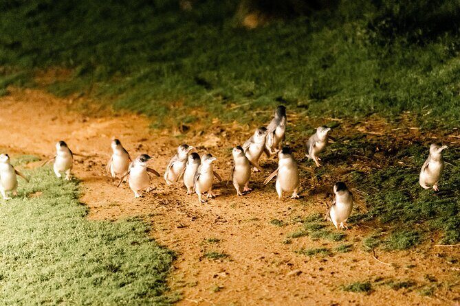 Puffing Billy Steam Train and Penguins Wildlife Tour - FAQ