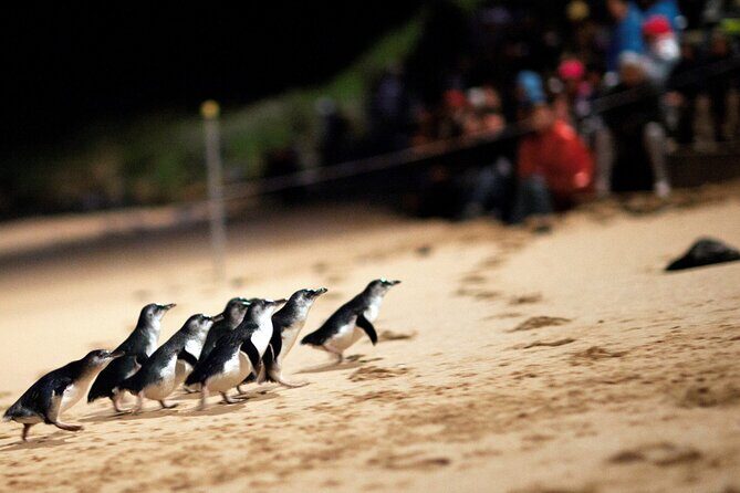 Puffing Billy Tour and Penguin Parade from Melbourne - Who Should Consider This Tour?