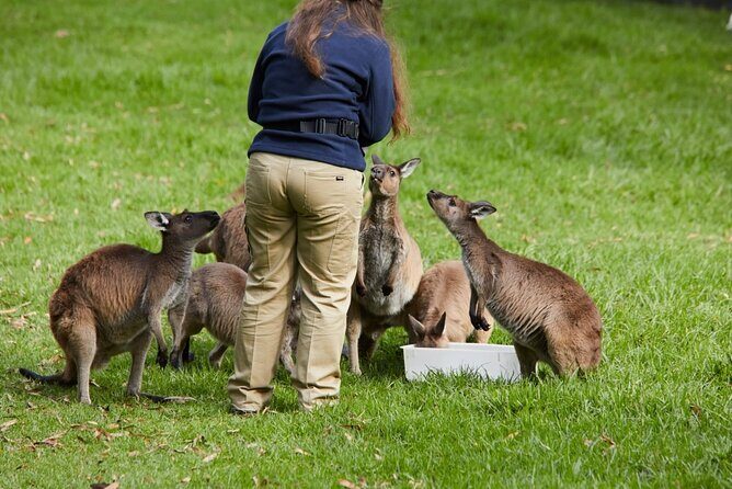 Puffing Billy Train&Healesville Sanctuary&Yarra Valley Wine Tour - What to Expect in Terms Value and Comfort