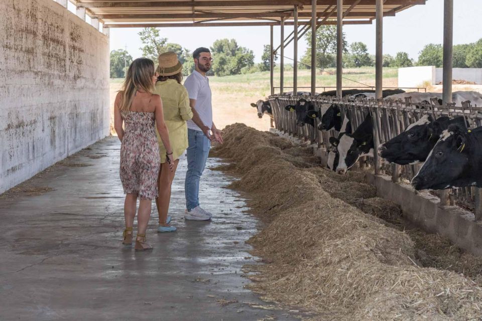 Puglia: Masseria Seppunisi Tour, Cheese, Burrata Tasting - Experience and Highlights