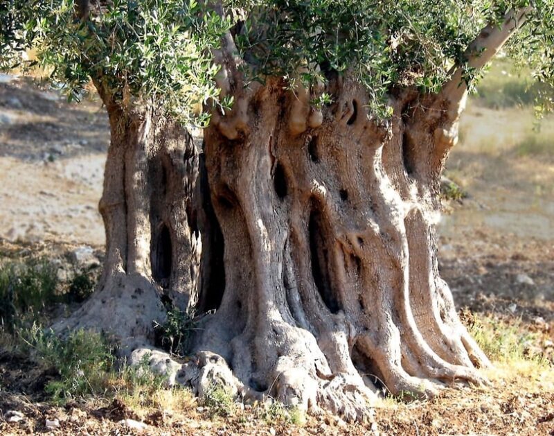 Puglia: Olive Oil Tasting Experience with Olive Grove Walk - An In-Depth Look at the Olive Oil Tour in Puglia