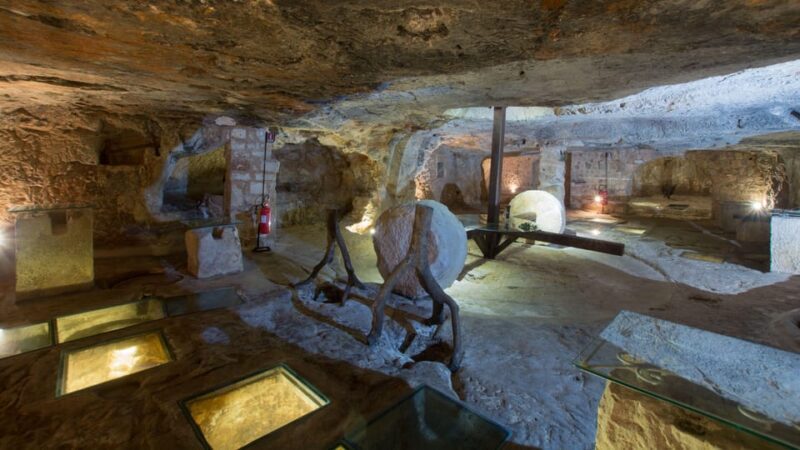 Puglia: Olive Oil Tasting Experience with Olive Grove Walk - Who Should Book This Tour?