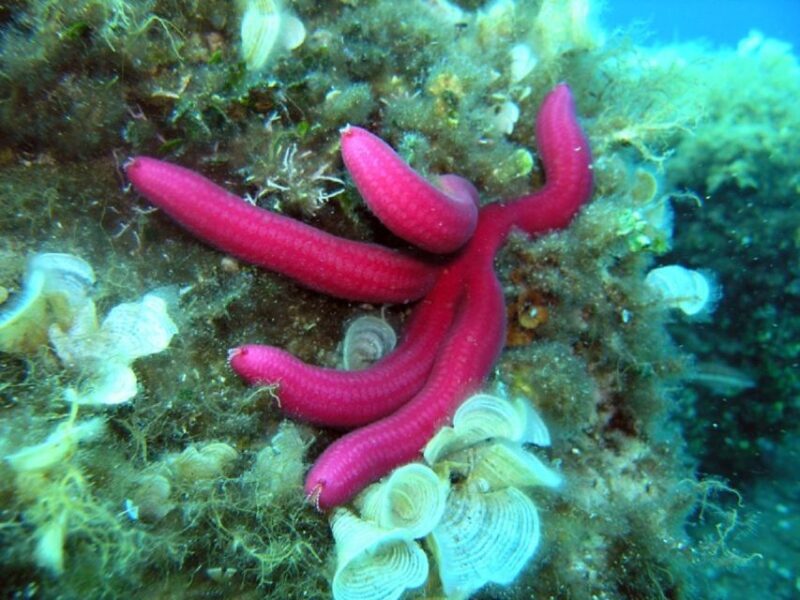 Pula: Bike Tour of Ancient Pula & Aquatic Adventures - Key Points