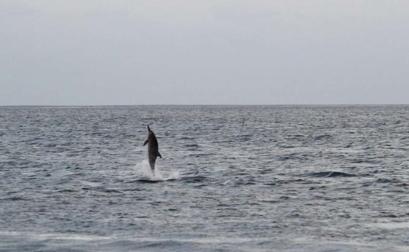 Pula: Boat Dolphin tour and Romantic Sunset at N.P. Brijuni - An Honest Look at the Experience