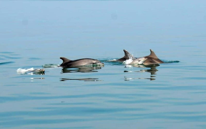 Pula: Brijuni Dolphin Watching cruise with Dinner & Sunset - A Closer Look at the Experience