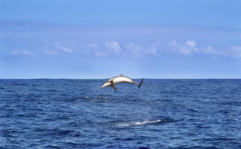 Pula: Brijuni Dolphin Watching cruise with Dinner & Sunset - Who Is This Tour Best For?