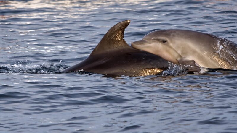 Pula: Brijuni Dolphin Watching cruise with Dinner & Sunset - Final Thoughts
