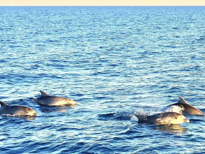 Pula: Brijuni National Park Dolphin Watching Tour w/Dinner - An Authentic Istrian Sunset Experience on the Water