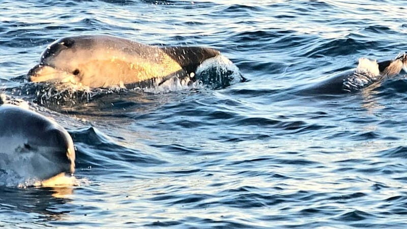 Pula: Brijuni National Park Dolphin Watching Tour w/Dinner - The Itinerary: What You’ll Experience