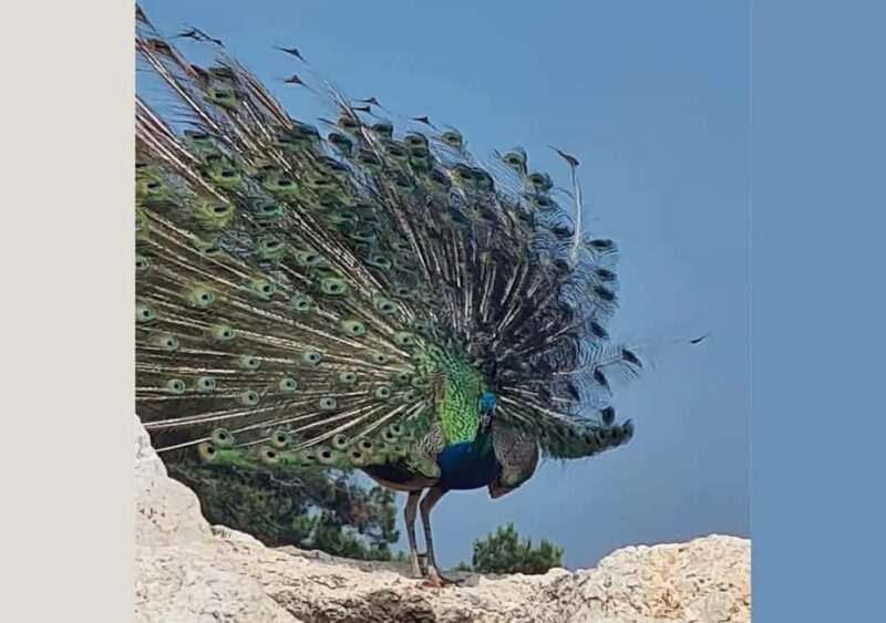 Pula: Brijuni National Park Tour with Island Visit - Key Points