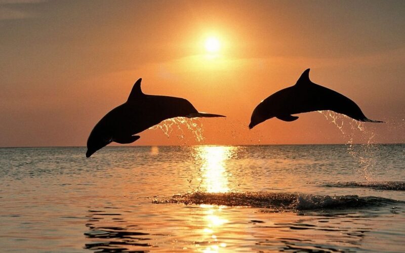 Pula: Brijuni Sunset Dolphin Cruise with Dinner & Drinks - Pula: Brijuni Sunset Dolphin Cruise with Dinner & Drinks – A Practical Guide to Croatia’s Coastal Charm